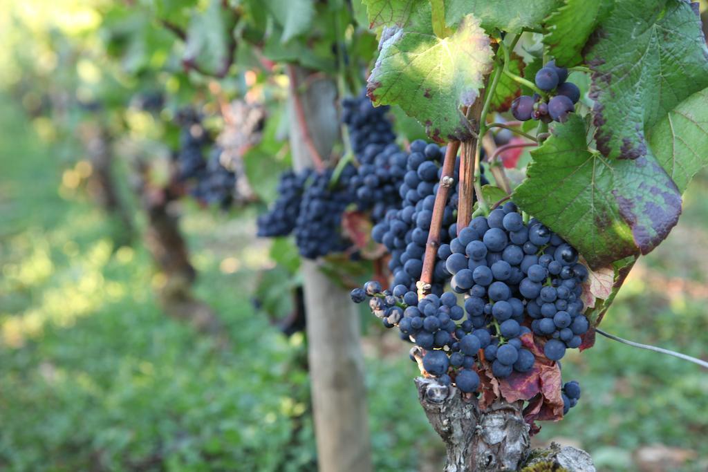 Chateau Du Petit Musigny A Chambolle エクステリア 写真